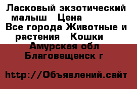 Ласковый экзотический малыш › Цена ­ 25 000 - Все города Животные и растения » Кошки   . Амурская обл.,Благовещенск г.